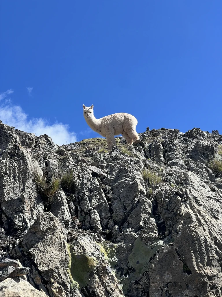 Les animaux du Pérou